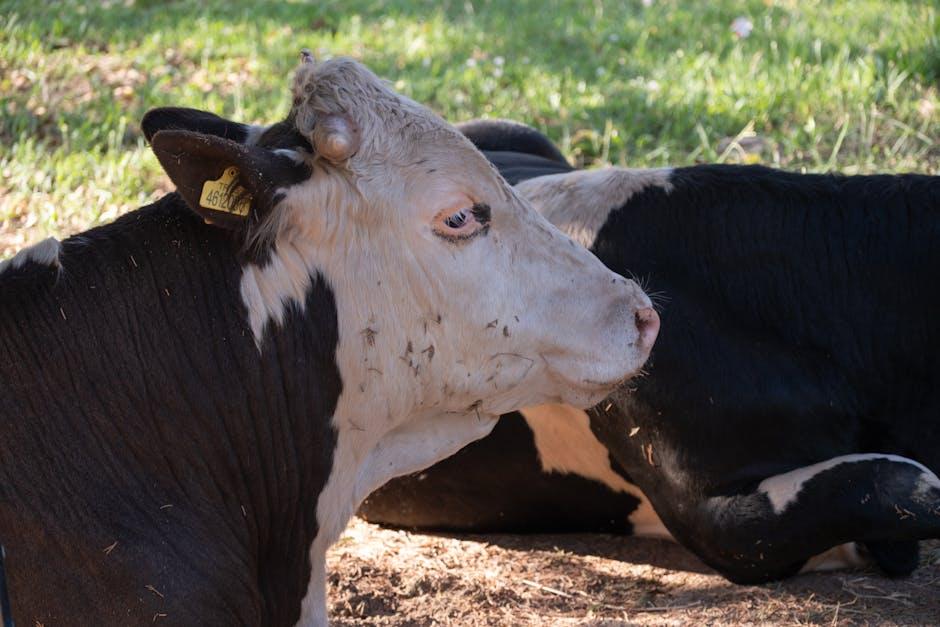 Practical Recommendations: How to Integrate Beef⁢ Liver‍ and Alternatives in Your Diet