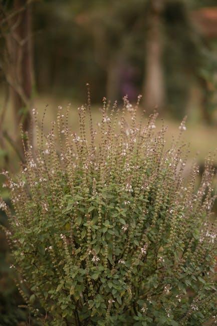 Practical‍ Ways‍ to Incorporate Holy Basil Tulsi into Your ‍Daily ‍Routine