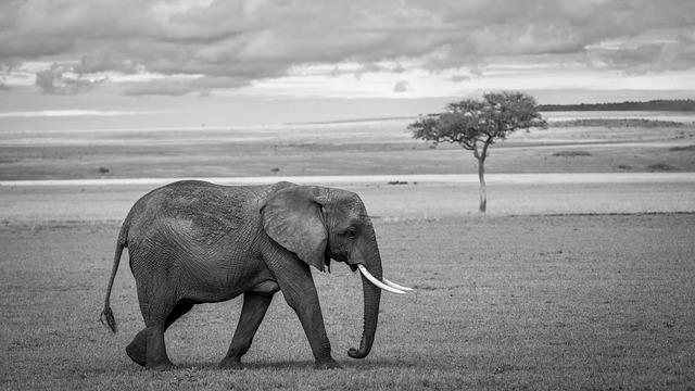 Exploring the Potency of Vitamin ‍C in⁣ Drunk⁣ Elephant C-Firma Day⁢ Serum