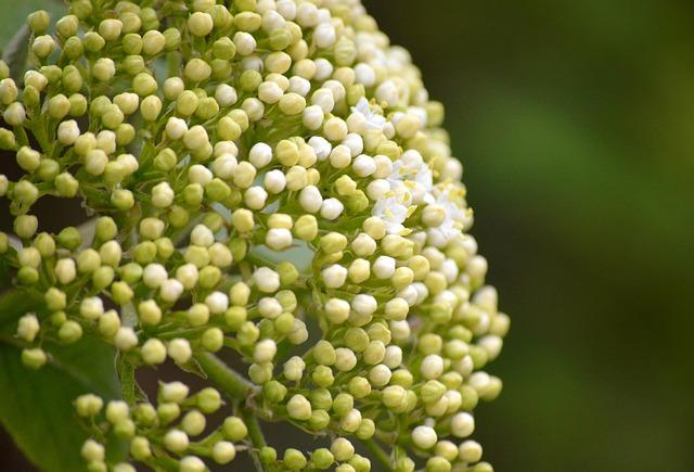 Safety First: Assessing ​the Risks and ⁤Benefits of Elderberry Use