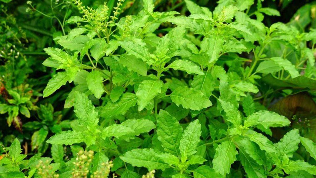 Lifestyle⁣ tips for ⁤Maximizing the Benefits of Tulsi for Stress Management