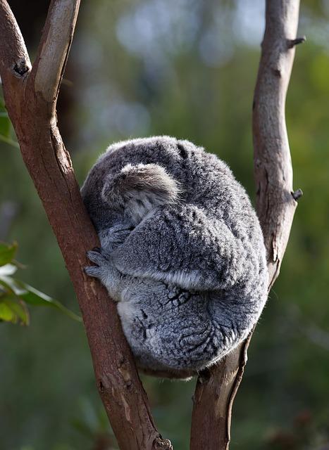 The Eco-Friendly Innovation ⁣of Eucalyptus Fiber ​in the Buffy Cloud Comforter