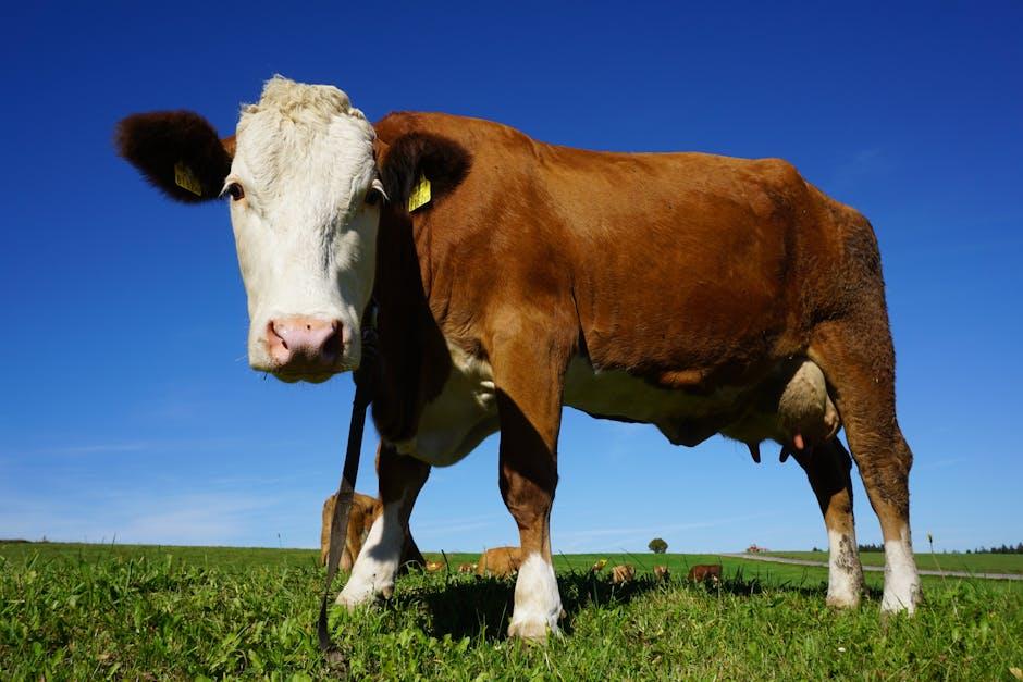 Exploring the Nutritional Advantages of Grass-fed Ghee