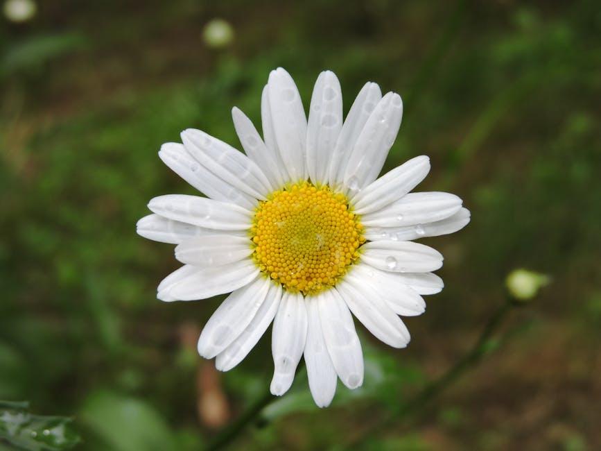 Request‌ Tips ​for Achieving the⁣ Best Results with Dew Drops