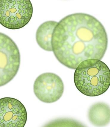 Incorporating Chlorella into Your Routine: Tips⁢ for Optimal Benefits