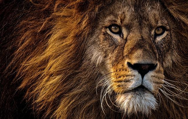 Practical Guidance: Incorporating Lion's ‌Mane Extract ‌into Your routine