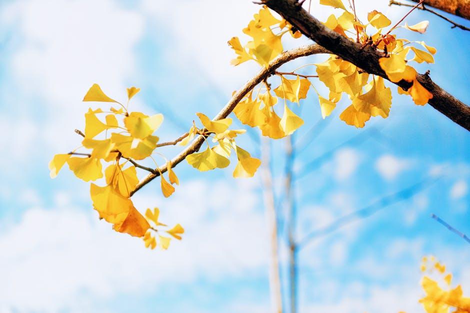 Exploring ‌the Cognitive Benefits of ⁢Ginkgo Biloba Extract