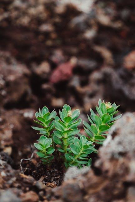 Practical Applications and Recommendations for Incorporating Rhodiola into Yoru Routine