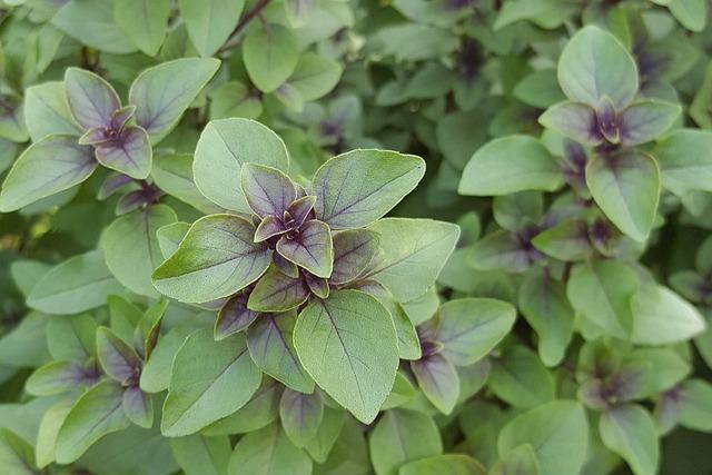 Exploring the Science Behind Holy⁣ Basil Tulsi and Stress ‌Response