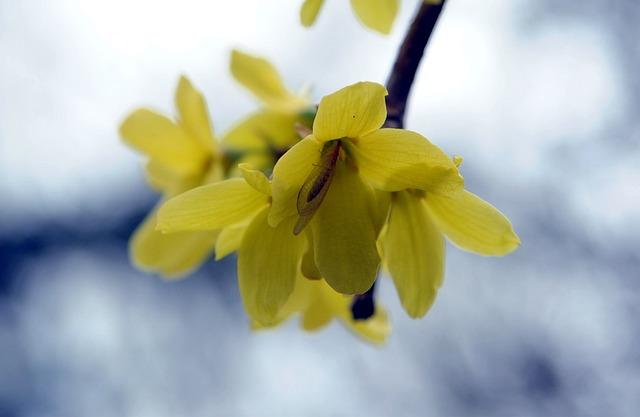 Clinical ​Insights: Evidence-Based Benefits of⁣ Berberine hcl‍ for Diabetes Management