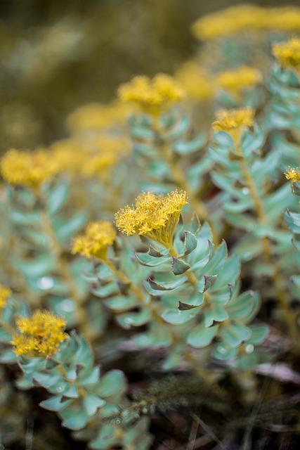 Evaluating Clinical Evidence: Effectiveness and Safety⁤ of rhodiola Rosea