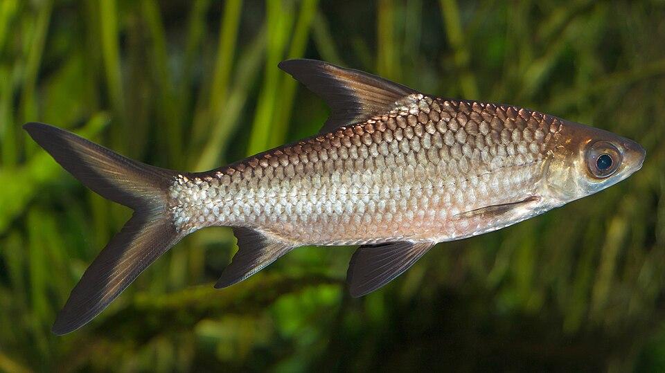 Exploring the Diversity of Fish and⁤ Shellfish Selections