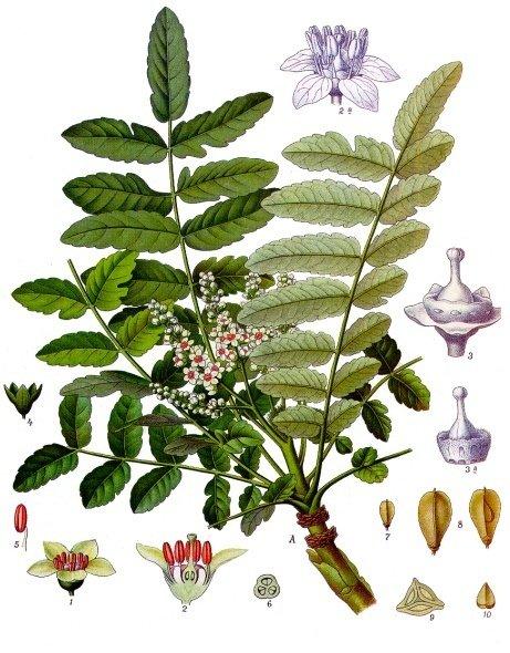 Mechanisms of Action: how boswellia Supports Joint Health and Mobility