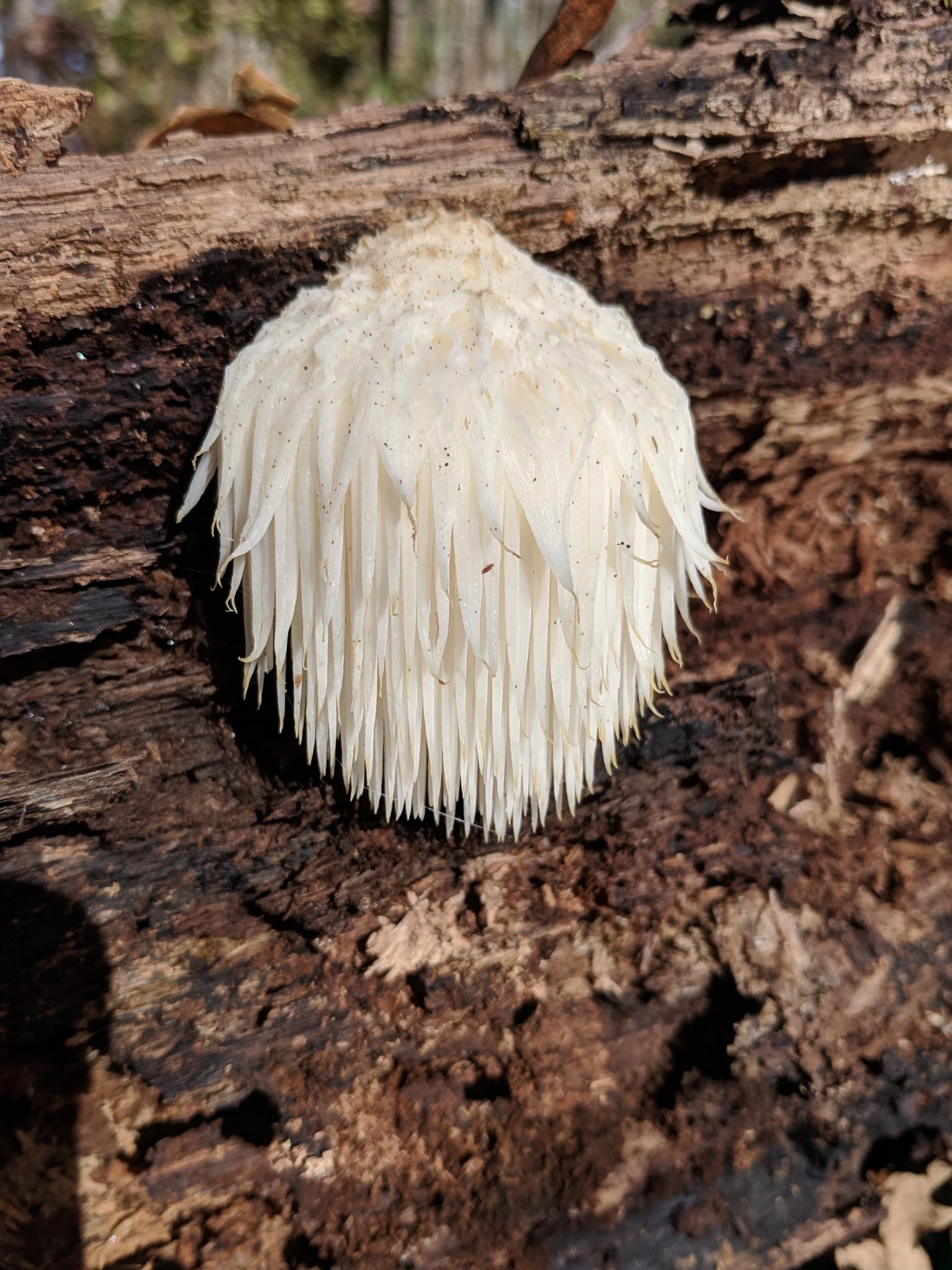 Exploring the Neuroprotective Properties⁤ of​ Lion's ⁢Mane Mushroom Extract