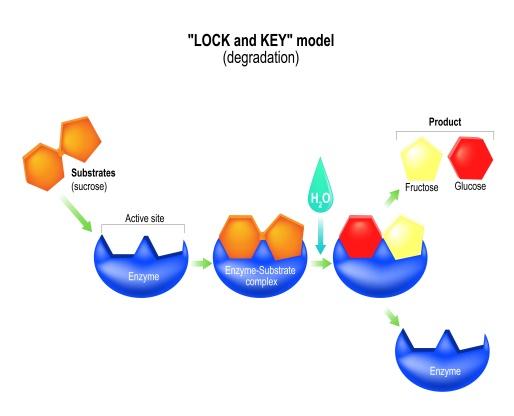 Understanding​ the Specific Functions of Protease, Lipase, and amylase