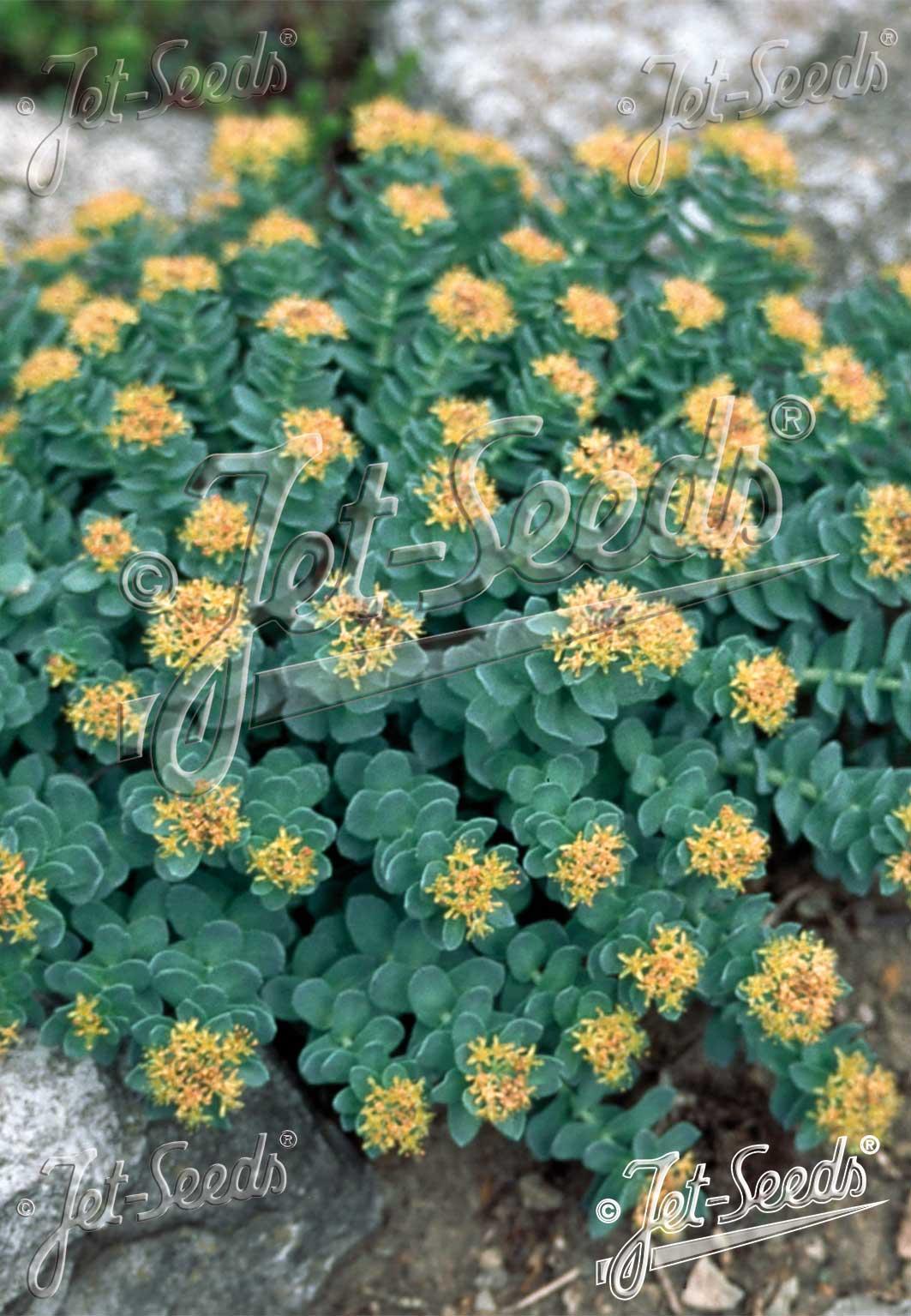 Understanding the Adaptogenic properties of Rhodiola Rosea