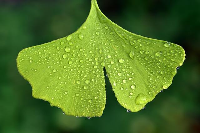 Ginkgo Biloba Extract: Memory Enhancement & Circulation Support