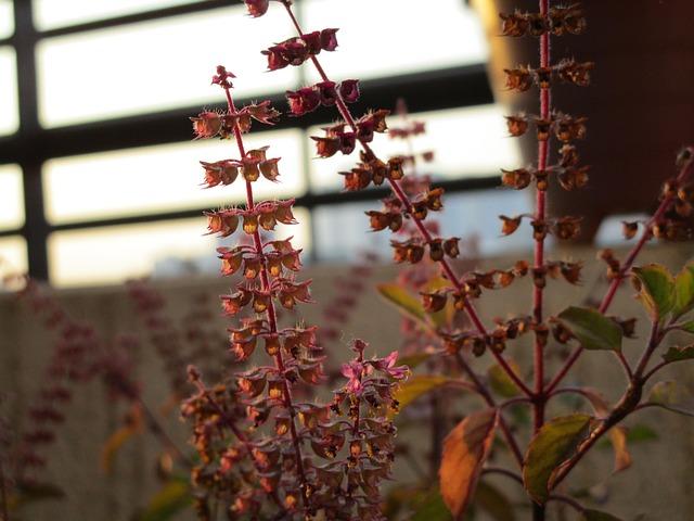 Holy Basil Tulsi Extract: Stress Adaptation & Cortisol Regulation