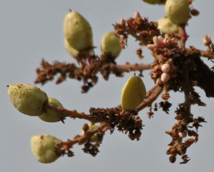 Boswellia Serrata Extract: Joint Inflammation & Mobility Enhancement