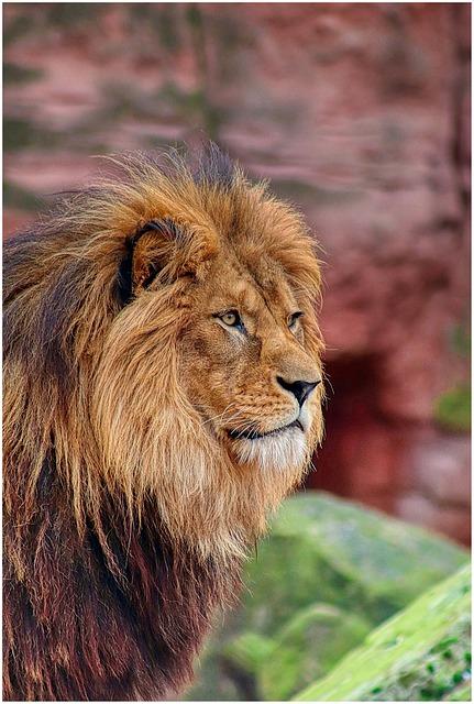 Lion’s Mane Mushroom Extract: Cognitive Enhancement Scientific Review