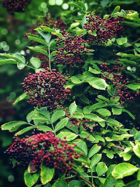 Elderberry Immune Support: Antiviral Properties & Safety Profile