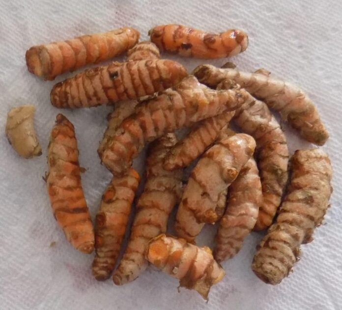 Organic Turmeric Root Analysis: Curcumin Concentration & Absorption