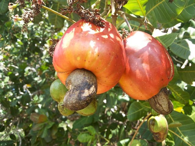 Raw Cashew Butter Quality Test: Texture & Nutritional Density