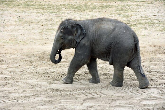Drunk Elephant TLC Framboos Glycolic Night Serum: AHA Effectiveness