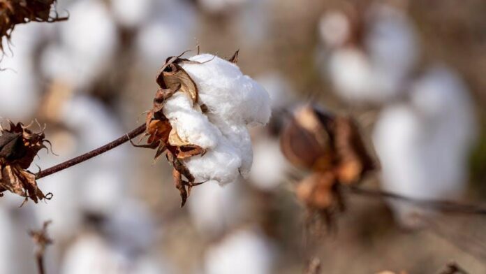 Boll & Branch Signature Hemmed Sheets: Fair Trade Cotton Review