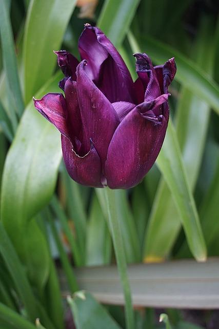Kayali Fleur Majesty Rose Royale: Middle Eastern Luxury & Sillage Power