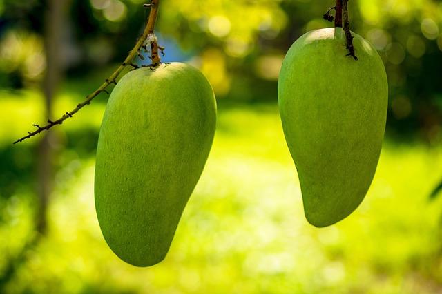 Irvingia Gabonensis African Mango: Leptin Sensitivity & Fat Loss