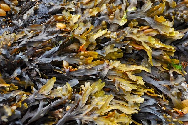 Fucoxanthin Seaweed Extract: Brown Algae Thermogenesis Study