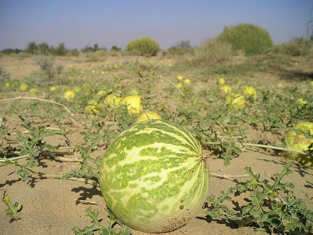 Bitter Melon Extract: Charantin Blood Sugar & Weight Control