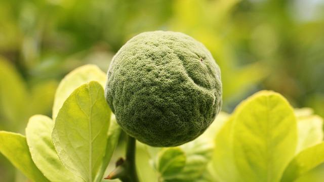 Synephrine Bitter Orange: Citrus Aurantium Thermogenic Properties