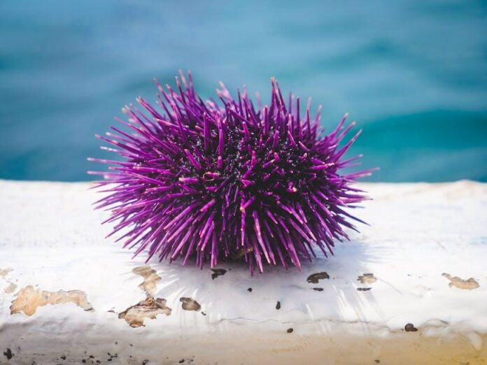 Wild Alaskan Company Seafood: Sustainable Fish & Shellfish Subscription